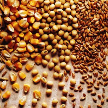 Obiecujący raport WASDE dla kluczowych zbóż