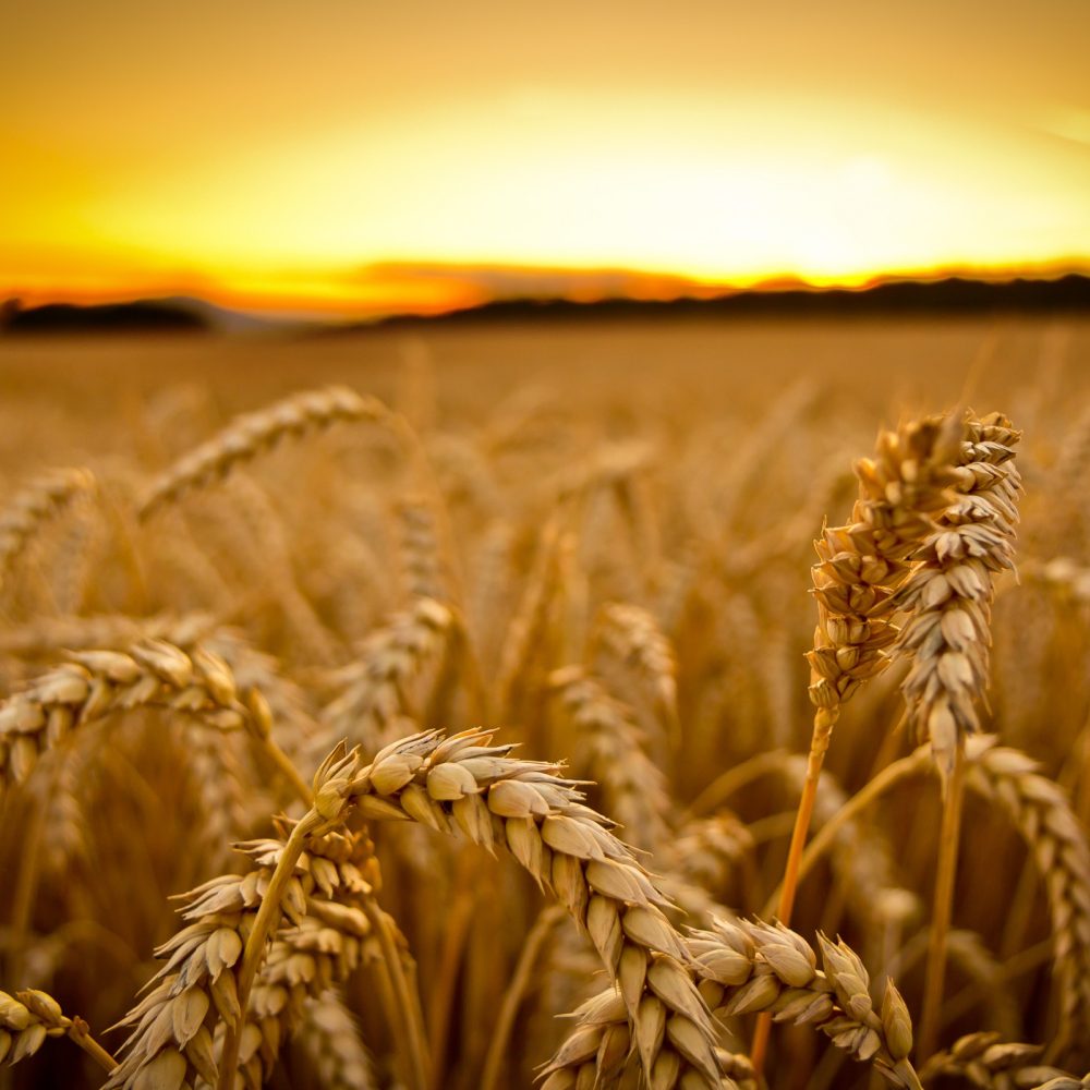 wheat